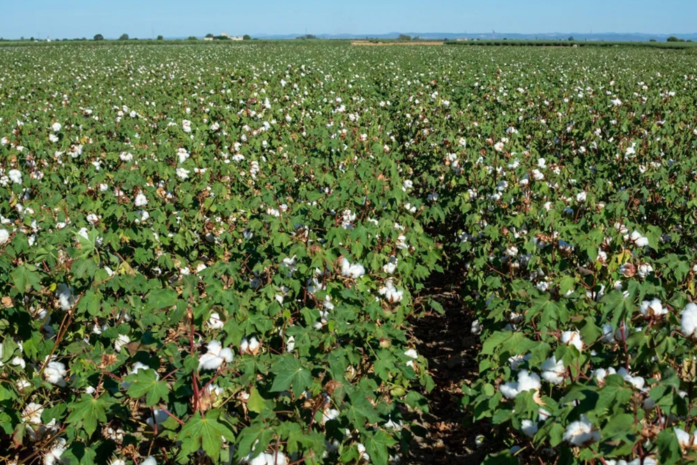 raw-cotton-rifat-export