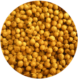 Coriander