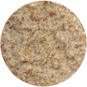 Psyllium Husk
